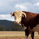 Connecting Farmers: Buying and Selling Livestock Online with Toro Land & Ranch Company