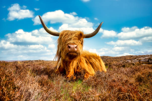 Highland Cattle For Sale-Demo