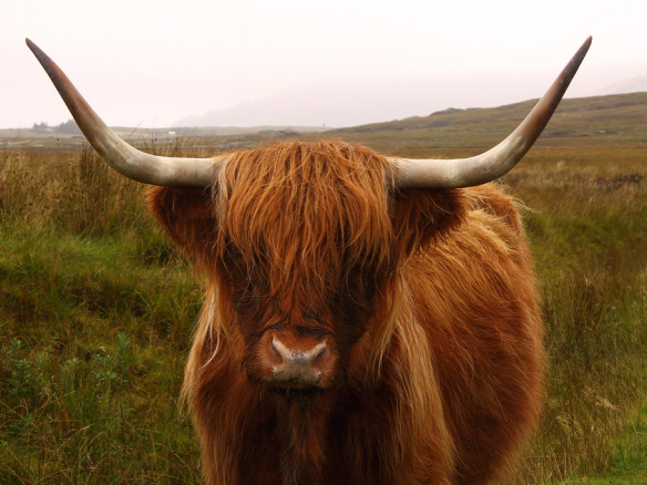 Highland Cattle For Sale-Demo