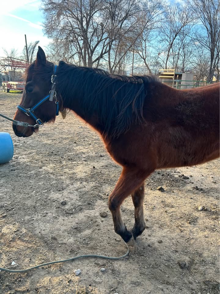 Beauty Quarter Horse Filly (Cutter)