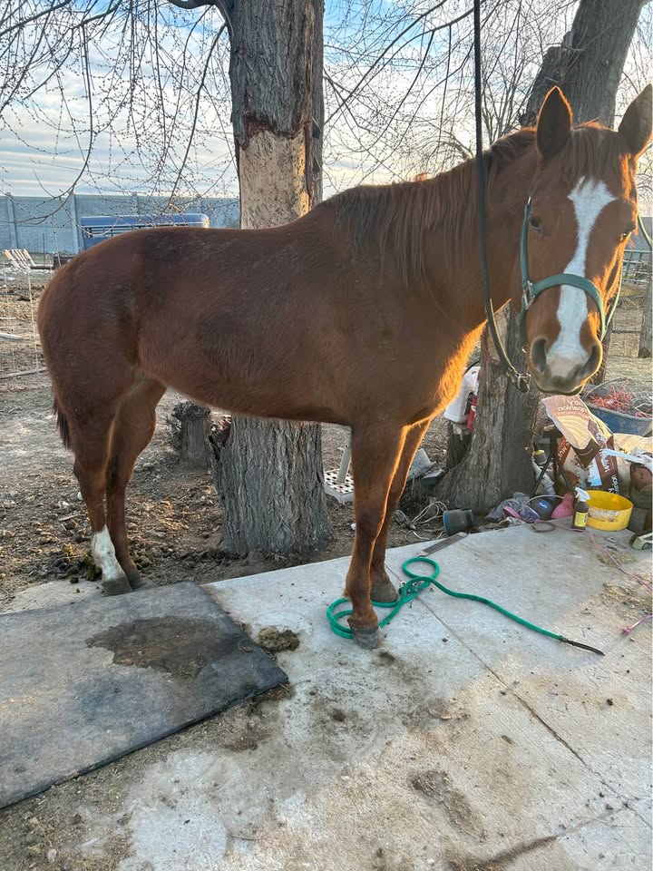 Beauty Quarter Horse Filly (Cutter)