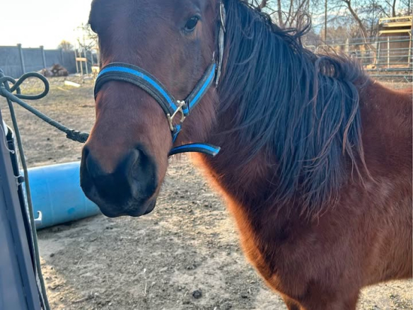Beauty Quarter Horse Filly (Cutter)