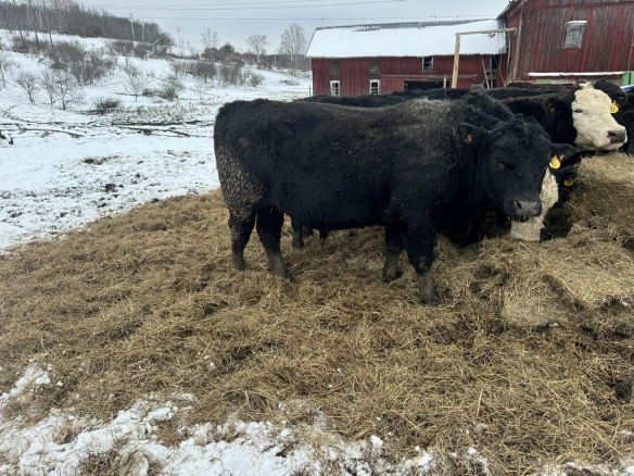 Black Angus Bull – New Berlin, New York